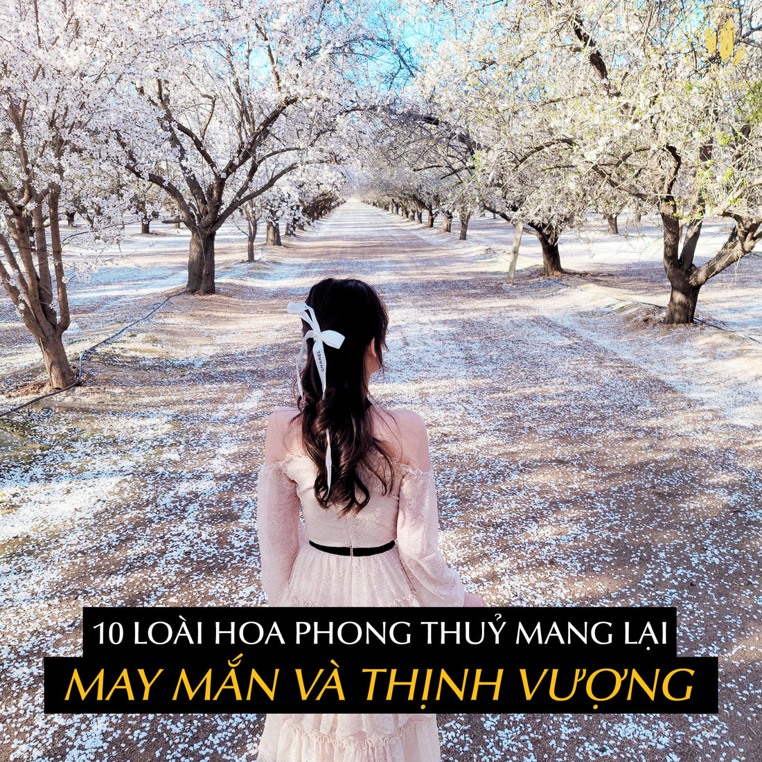 Jennie uyen chu yinyang masters đá thạch anh năng lượng luật hấp dẫn